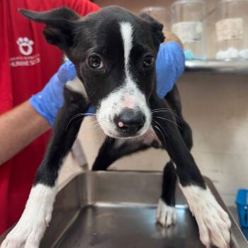 Timberlin -  Pit Bull Terrier and Shepherd Dog for Adoption in Birmingham, Alabama - Timberlin | PetCurious