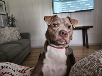 Rescue Terrier Dogs for Adoption in Southaven, Mississippi - MAX | PetCurious