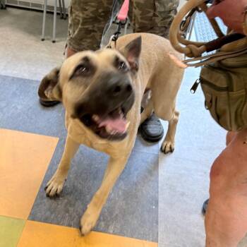 Samuel -  Mixed Breed Dog for Adoption in Philadelphia, Pennsylvania - Samuel | PetCurious