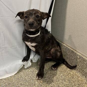 Wheezy* -  Terrier Dog for Adoption in San Gabriel, California - Wheezy* | PetCurious