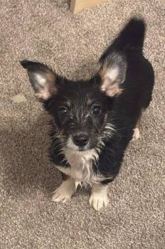 Max -  Yorkshire Terrier and Dachshund Dog for Adoption in Rowlett, Texas - Max | PetCurious