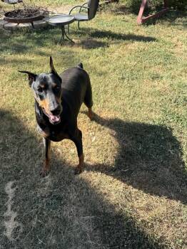 Rescue Doberman Pinscher Dogs for Adoption in Benbrook, Texas - Jedi | PetCurious