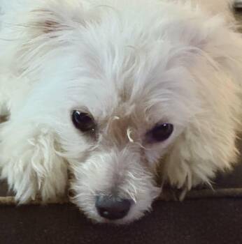 Mixed Breed Dogs Available for Adoption - Ida May | PetCurious