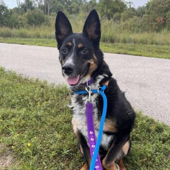 Beulah -  Mixed Breed Dog for Adoption in Matteson, Illinois - Beulah | PetCurious