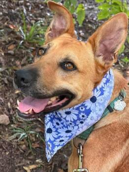 Ember Honey The Ruby Eyed Sweetheart -  German Shepherd Dog and Labrador Retriever Dog for Adoption in Friendswood, Texas - Ember Honey The Ruby Eyed Sweetheart | PetCurious