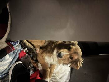 Aussiedoodle Dogs Available for Adoption - Desi | PetCurious