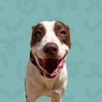 Basil -  Pit Bull Terrier and Mixed Breed Dog for Adoption in Reno, Nevada - Basil | PetCurious