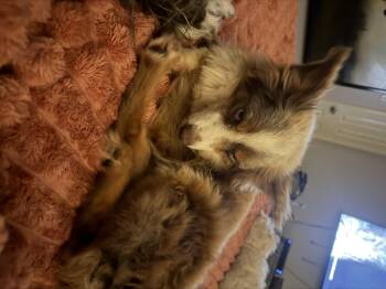 Australian Terrier Dogs Available for Adoption in Garland, Texas - Cowboy Curtis | PetCurious