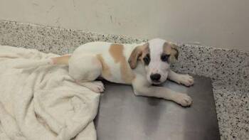 Lima Bean - ADOPTED -  Mixed Breed Dog for Adoption in Atlanta, Georgia - Lima Bean - ADOPTED | PetCurious