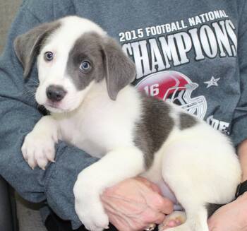 Dave 43794 -  Great Pyrenees and Shepherd Dog for Adoption in Prattville, Alabama - Dave 43794 | PetCurious