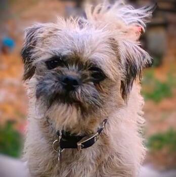 TREXIE -  Pug and Maltese Dog for Adoption in Yakima, Washington - TREXIE | PetCurious