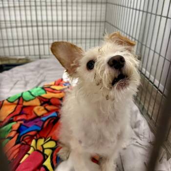 Mogwai 06-0513 -  Maltese and Mixed Breed Dog for Adoption in Tyrone, Georgia - Mogwai 06-0513 | PetCurious