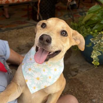 Sunny -  Labrador Retriever Dog for Adoption - Sunny | PetCurious
