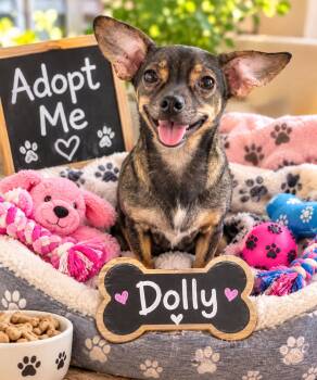 Dolly -  Dachshund and Chihuahua Dog for Adoption in San Tan Valley, Arizona - Dolly | PetCurious