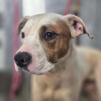 Rolls -  Pit Bull Terrier and Mixed Breed Dog for Adoption in Dover, Arkansas - Rolls | PetCurious