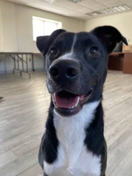 Border Collie and Pit Bull Terrier Dogs Available for Adoption in South Bend, Indiana - Tommy | PetCurious