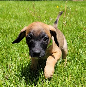 Hound Dogs Available for Adoption - Bay  | PetCurious