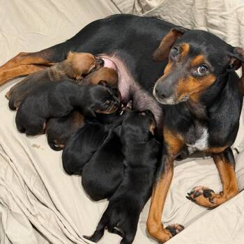 Sweetie 22591 -  Dachshund and Black And Tan Coonhound Dog for Adoption in Cumming, Georgia - Sweetie 22591 | PetCurious