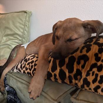 May Day -  Shepherd and Mixed Breed Dog for Adoption in San Diego, California - May Day | PetCurious