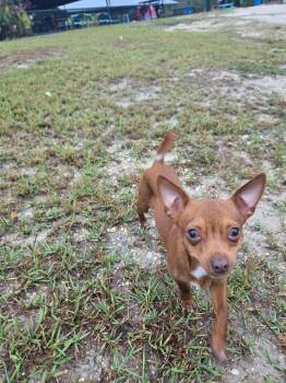 Chihuahua Dogs Available for Adoption - Spike  | PetCurious