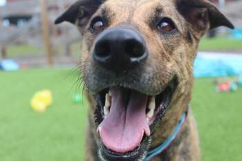 Riley -  German Shepherd Dog and Hound Dog Available for Adoption in Chestertown, Maryland - Riley | PetCurious