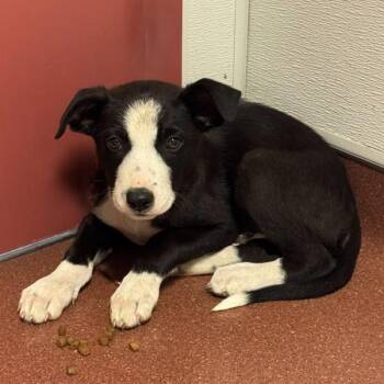 Hijinx -  Border Collie Dog for Adoption in Oakland, California - Hijinx | PetCurious