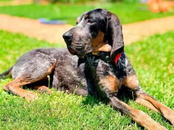 Gideon (AL) -  Bluetick Coonhound Dog for Adoption - Gideon (AL) | PetCurious