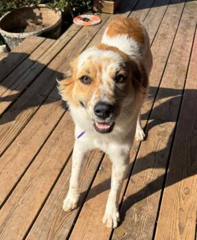 Kendra -  Great Pyrenees Dog for Adoption in Kiowa, Oklahoma - Kendra | PetCurious