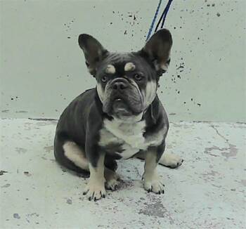 Meatloaf HW+ -  French Bulldog Dog for Adoption in Sedalia, Colorado - Meatloaf HW+ | PetCurious