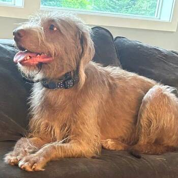 Fawn -  German Wirehaired Pointer Dog for Adoption in Idaho Falls, Idaho - Fawn | PetCurious