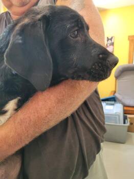 Smith Doodle 6 -  Mountain Cur and Poodle Dog for Adoption in Lawrenceburg, Tennessee - Smith Doodle 6 | PetCurious
