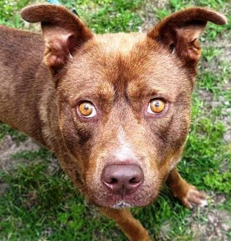 Rescue Chocolate Labrador Retriever and American Bully Dogs for Adoption in Charlottesville, Virginia - Summitt, Beautiful And Super Sweet Boy, Loves Everyone ! | PetCurious