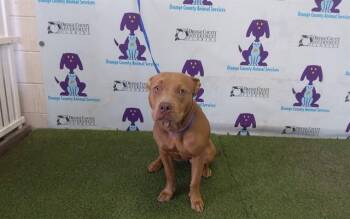 TAROT -  Pit Bull Terrier Dog for Adoption in Orlando, Florida - TAROT | PetCurious