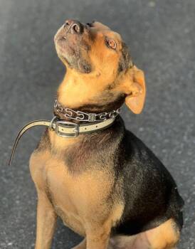 German Shepherd Dog Dogs Available for Adoption in Portland, Oregon - Mo | PetCurious