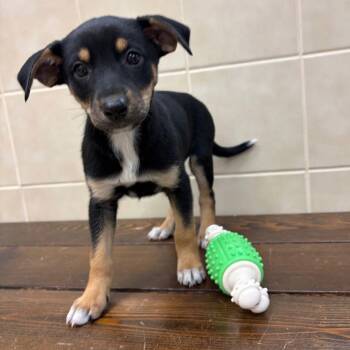 Labrador Retriever Dogs Available for Adoption in Kerrville, Texas - Kit | PetCurious