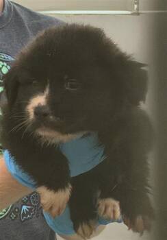 HASHBROWN -  American Staffordshire Terrier Dog for Adoption in San Antonio, Texas - HASHBROWN | PetCurious