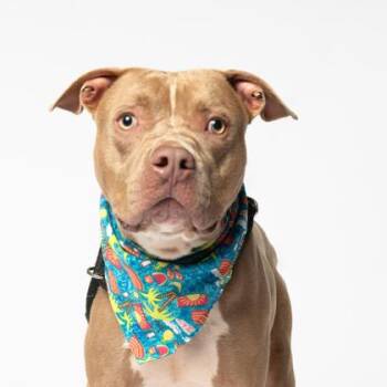 Skeller -  Pit Bull Terrier Dog for Adoption in Atlanta, Georgia - Skeller | PetCurious