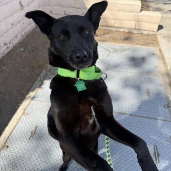 Wallis -  Shepherd Dog for Adoption in San Diego, California - Wallis | PetCurious
