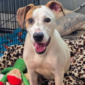 Poppy -  Hound and Labrador Retriever Dog for Adoption in South Elgin, Illinois - Poppy | PetCurious
