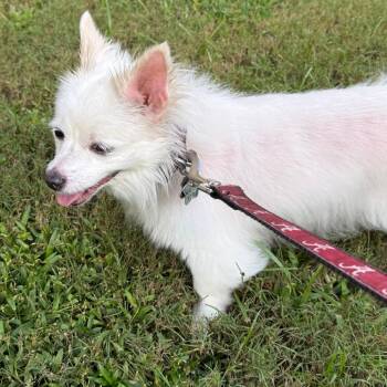 *Courtesy Listing - Josie -  Maltese Dog for Adoption in Tuscaloosa, Alabama - *Courtesy Listing - Josie | PetCurious