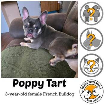 POPPY TART -  French Bulldog Dog for Adoption in Bonney Lake, Washington - POPPY TART | PetCurious