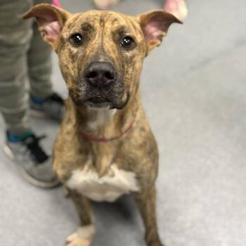 Pit Bull Terrier Dogs Available for Adoption - Ferguson | PetCurious