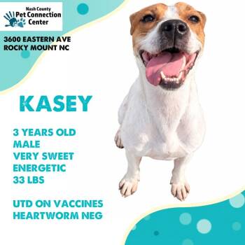 KASEY  Available NOW - ADOPTION or RESCUE! -  Mixed Breed Dog for Adoption in Nashville, North Carolina - KASEY  Available NOW - ADOPTION Or RESCUE! | PetCurious