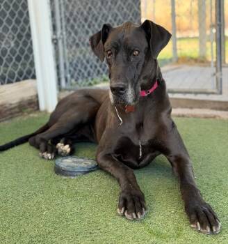 Florence -  Great Dane Dog for Adoption in Fruit Heights, Utah - Florence | PetCurious