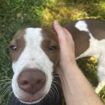 Rescue English Pointer Dogs for Adoption in Pottsboro, Texas - Andy | PetCurious