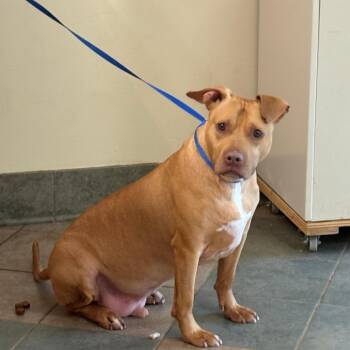 Mixed Breed Dogs Available for Adoption in Chattanooga, Tennessee - Ziggy | PetCurious