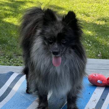Pepper -  Pomeranian Dog for Adoption in Sinking Spring, Pennsylvania - Pepper | PetCurious