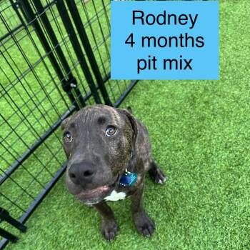 Pit Bull Terrier Dogs Available for Adoption in Tampa, Florida - Rodney | PetCurious