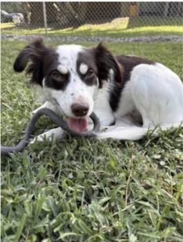 Chloe - 1 -  Australian Shepherd and Mixed Breed Dog for Adoption in Daytona Beach, Florida - Chloe - 1 | PetCurious