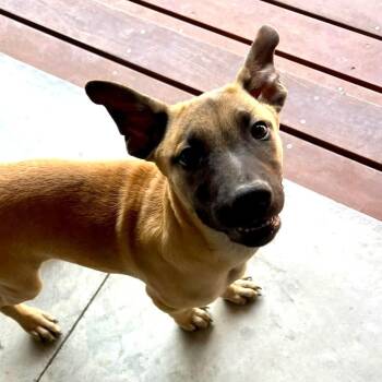 Carlitos -  Belgian Shepherd Malinois Dog for Adoption in Rollingwood, Texas - Carlitos | PetCurious